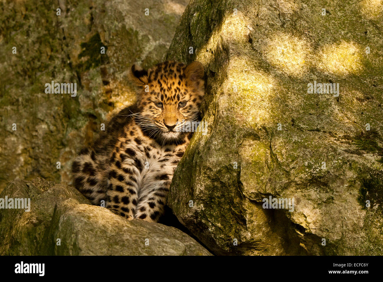 Estremamente raro leopardo di Amur Cub (Panthera Pardus orientalis) seduti sulle rocce Foto Stock
