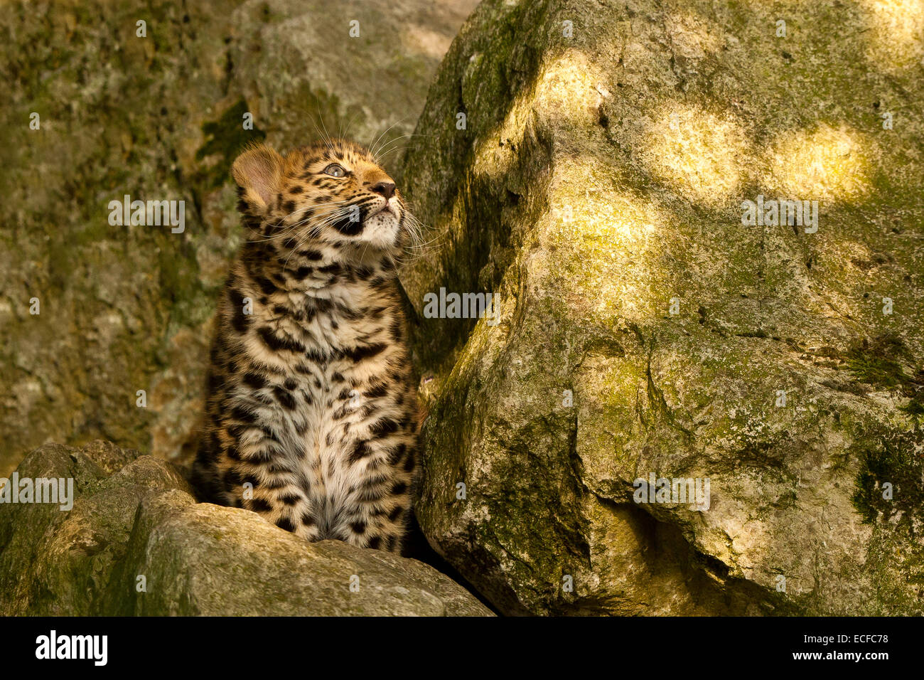 Estremamente raro leopardo di Amur Cub (Panthera Pardus orientalis) seduti sulle rocce Foto Stock