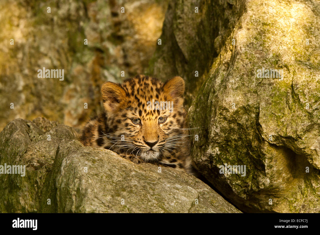 Estremamente raro leopardo di Amur Cub (Panthera Pardus orientalis) seduti sulle rocce Foto Stock