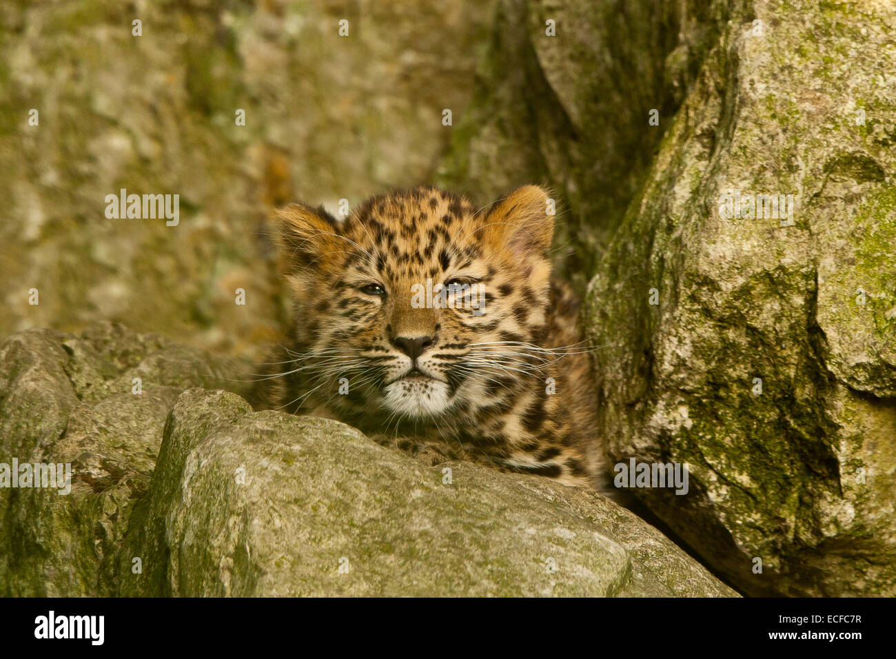 Estremamente raro leopardo di Amur Cub (Panthera Pardus orientalis) seduti sulle rocce Foto Stock