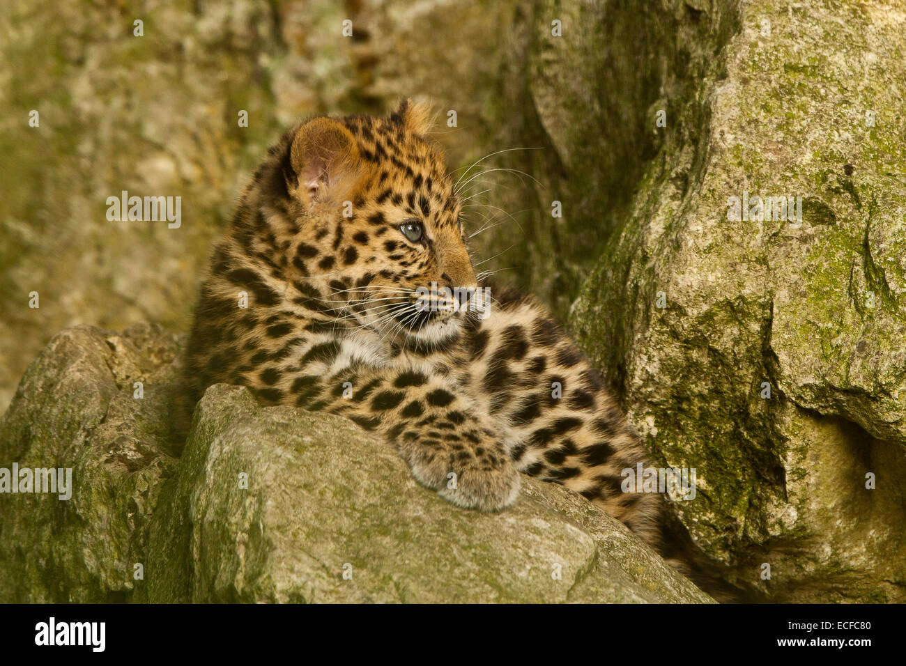 Estremamente raro leopardo di Amur Cub (Panthera Pardus orientalis) seduti sulle rocce Foto Stock