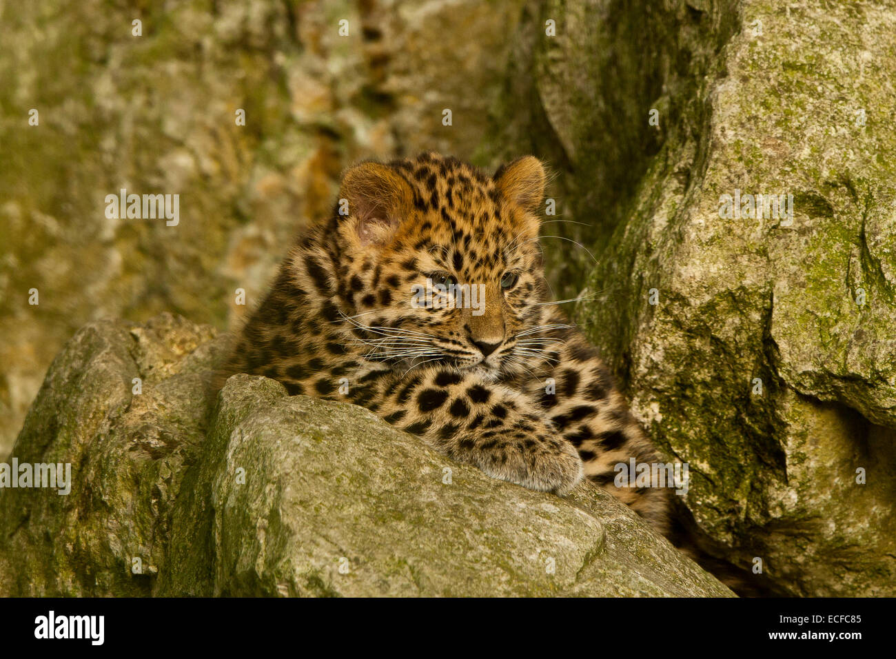 Estremamente raro leopardo di Amur Cub (Panthera Pardus orientalis) seduti sulle rocce Foto Stock