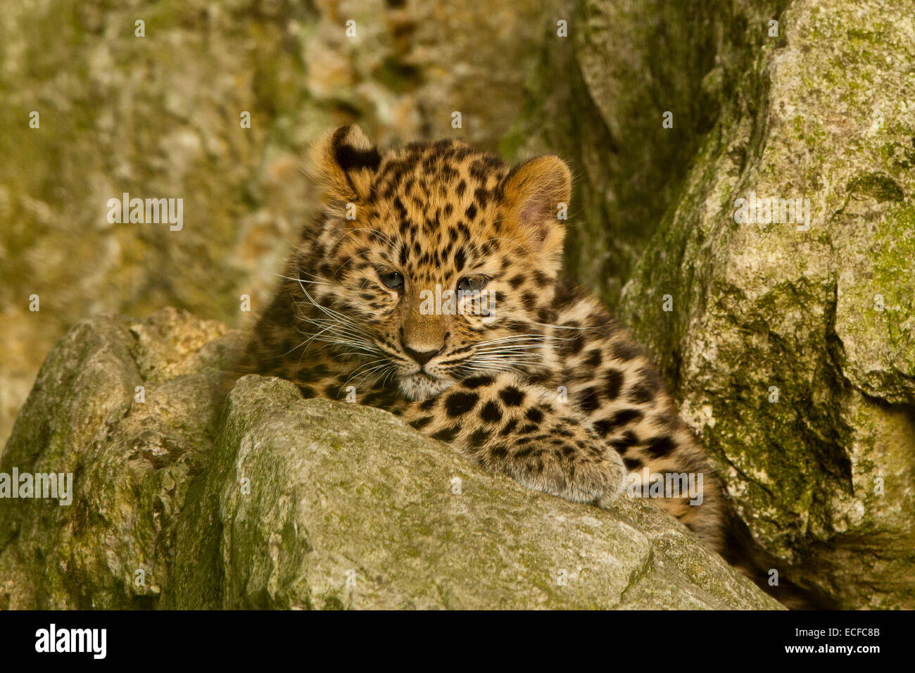 Estremamente raro leopardo di Amur Cub (Panthera Pardus orientalis) seduti sulle rocce Foto Stock