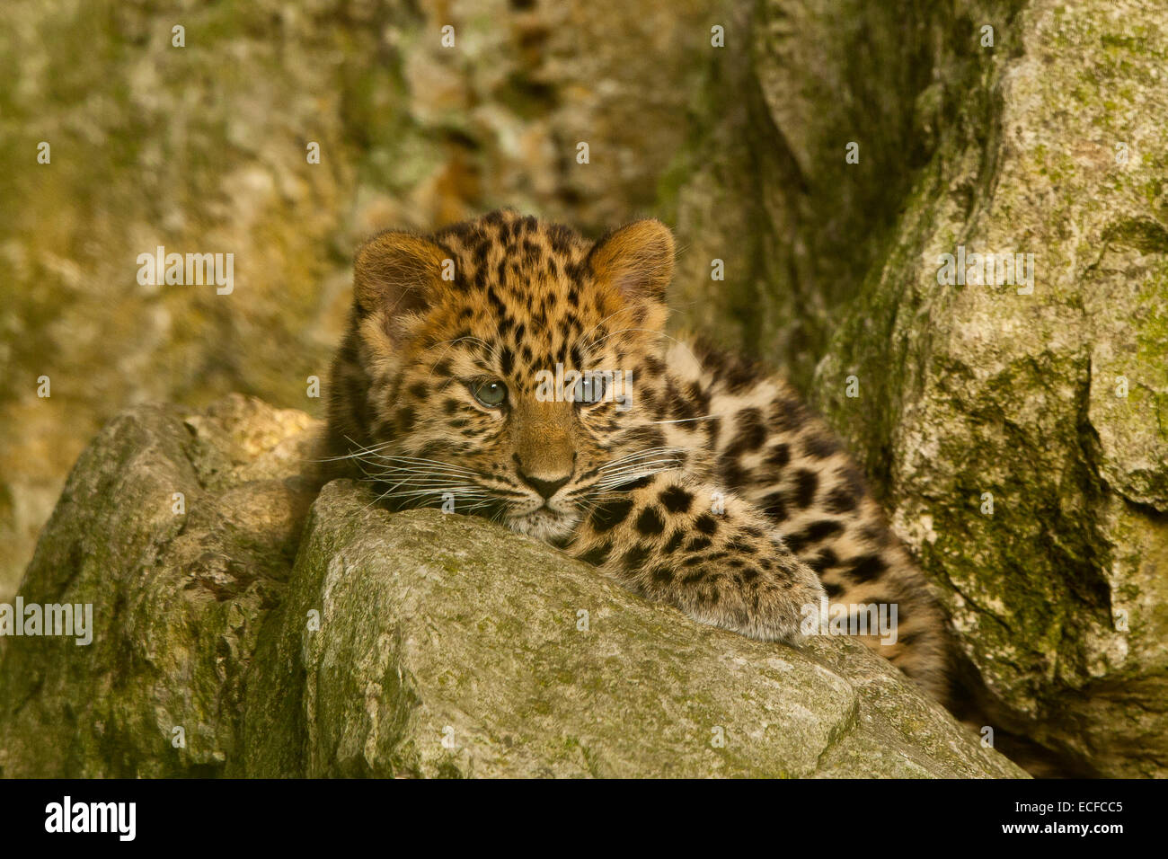 Estremamente raro leopardo di Amur Cub (Panthera Pardus orientalis) seduti sulle rocce Foto Stock
