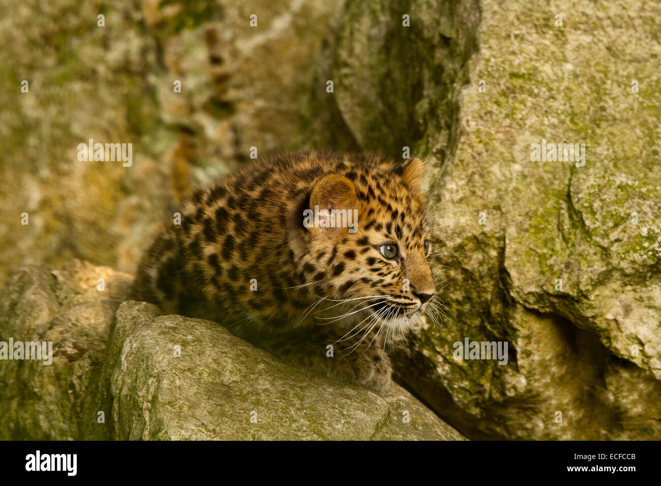 Estremamente raro leopardo di Amur Cub (Panthera Pardus orientalis) seduti sulle rocce Foto Stock