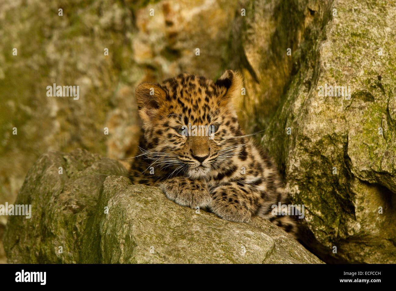 Estremamente raro leopardo di Amur Cub (Panthera Pardus orientalis) seduti sulle rocce Foto Stock
