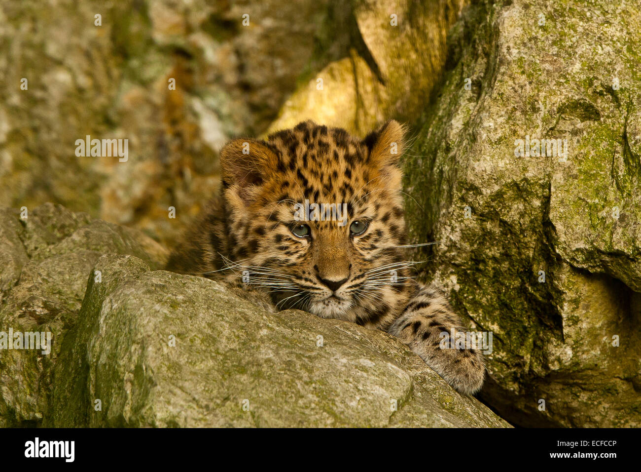 Estremamente raro leopardo di Amur Cub (Panthera Pardus orientalis) seduti sulle rocce Foto Stock