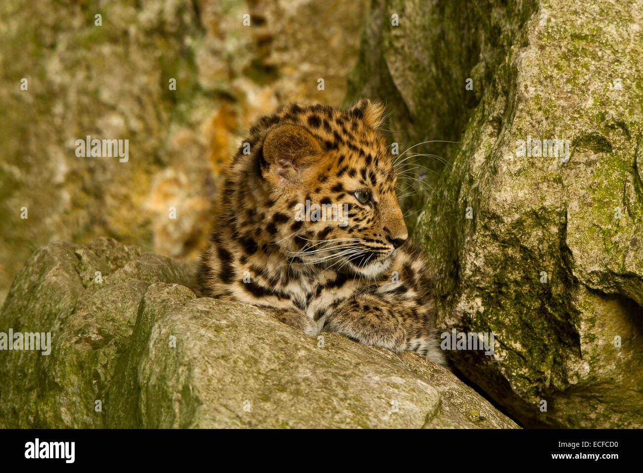 Estremamente raro leopardo di Amur Cub (Panthera Pardus orientalis) seduti sulle rocce Foto Stock
