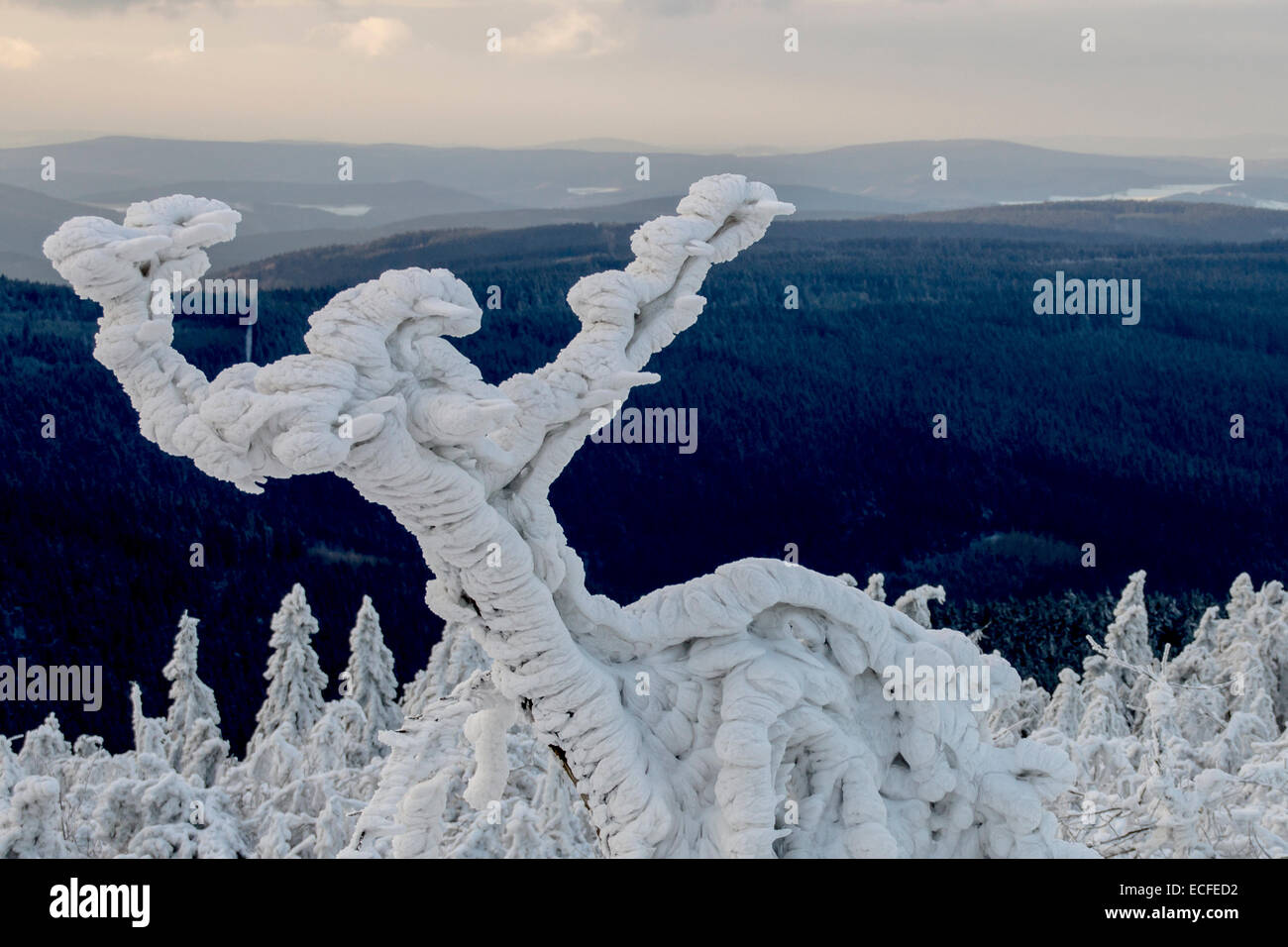 Ghiaccio, neve, brina, neve-coperta di alberi sul picco di Fichtelberg, Germania Foto Stock