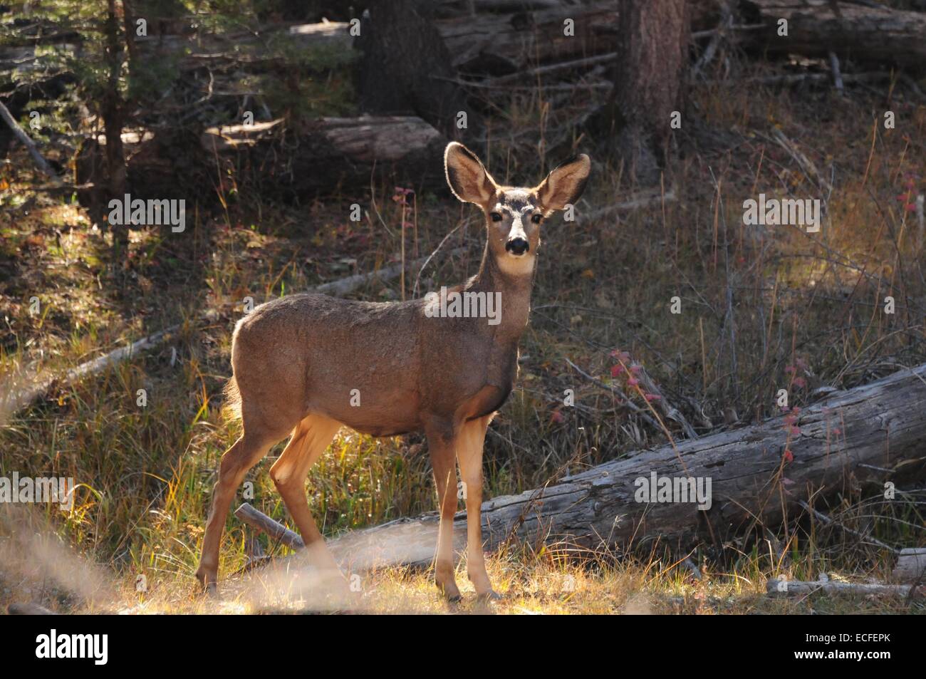 Mule Deer staring ci giù; dal lungo la strada dalla parte superiore di Sandia montagna vicino a Albuquerque, New Mexico - USA. Foto Stock