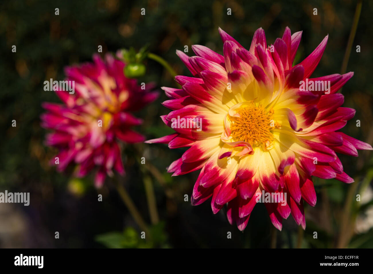 Primo piano di un porpora e giallo fiore dahlia con spazio di copia Foto Stock