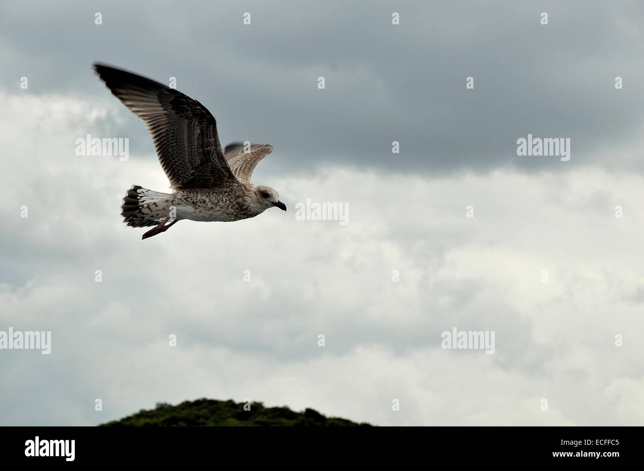 Mentre un gabbiano volare nel cielo. Foto Stock