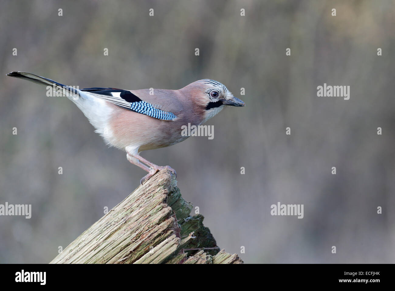 Jay Garrulus glandarius, singolo uccello sul ramo, Warwickshire, Dicembre 2014 Foto Stock