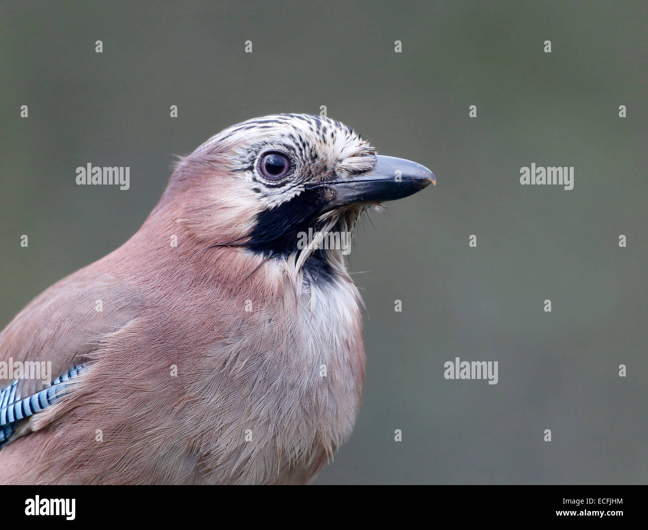Jay Garrulus glandarius, singolo uccello colpo alla testa, Warwickshire, Dicembre 2014 Foto Stock