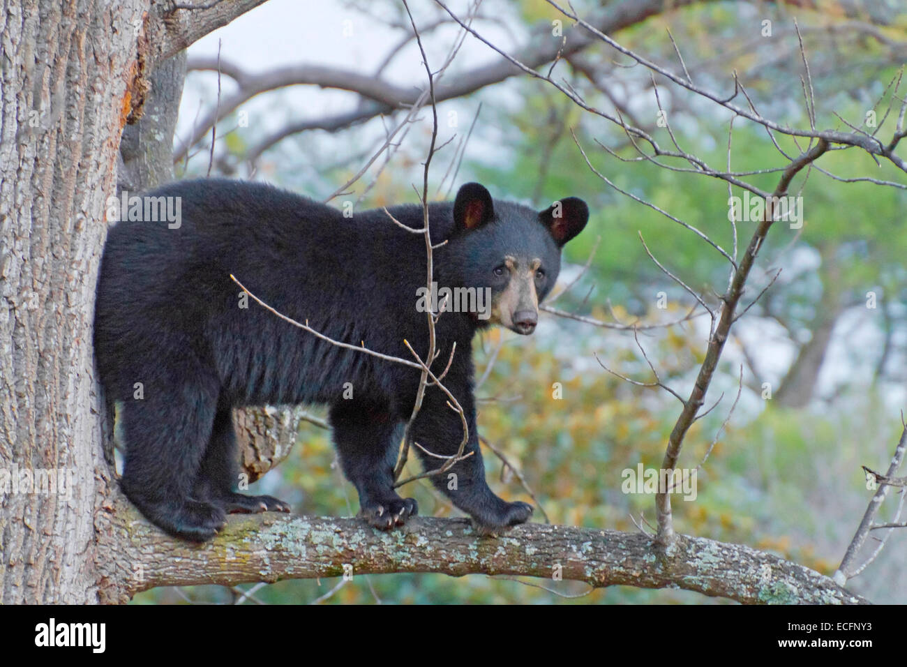 Un giovane black bear che saliva su un alto tulip Poplar Tree branch in autunno Foto Stock