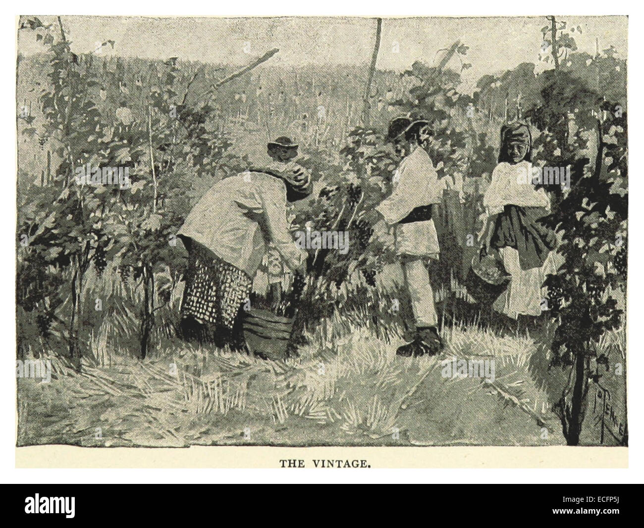 Questa illustrazione del 1893 di Pennell intitolata "The Vintage" mostra una scena di vendemmia. L'immagine cattura l'essenza della vinificazione durante la fine del XIX secolo, riflettendo sia la tradizione che lo stile di vita rurale associati all'industria. Foto Stock