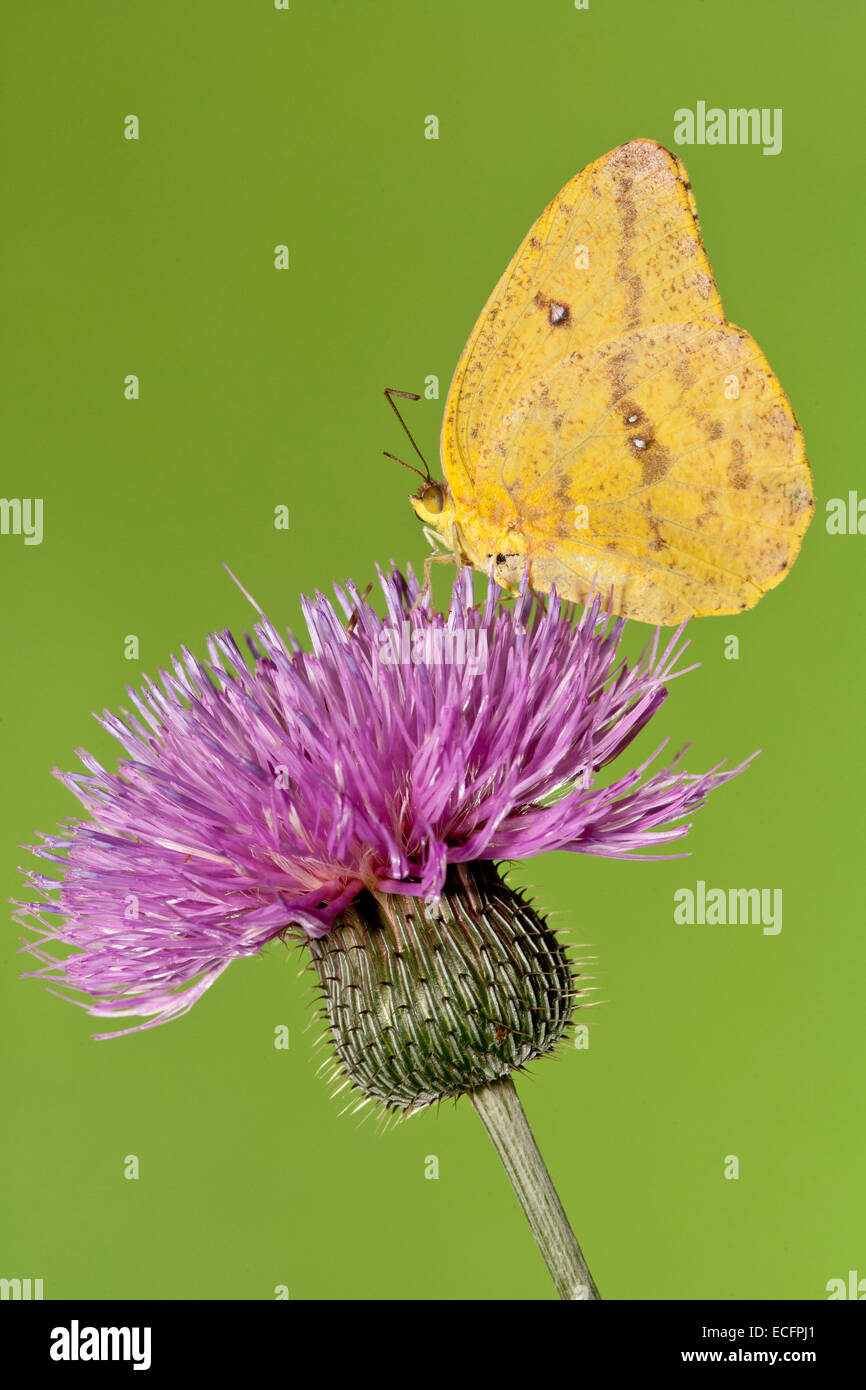 Farfalla di zolfo su thistle Foto Stock