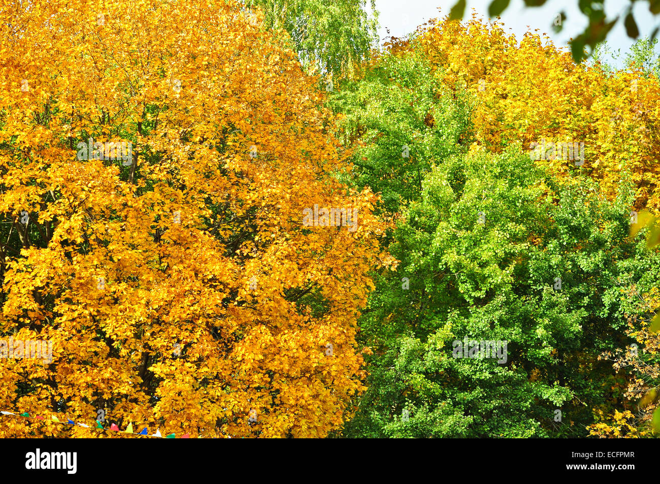 Colorato in autunno. Vista degli alberi in ottobre, quando era la stagione della defogliazione. Foto Stock