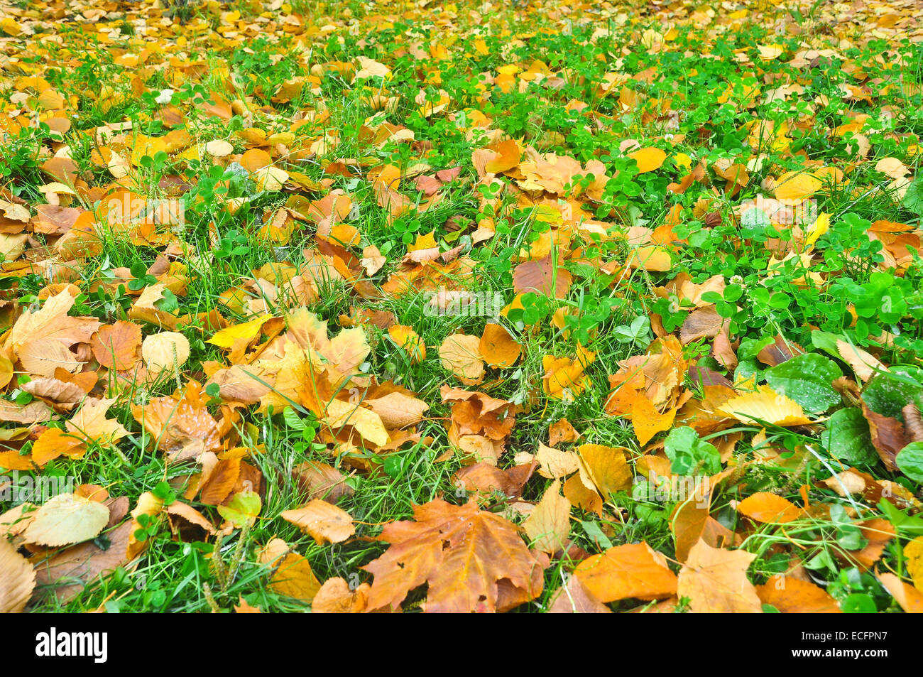 Foglie di autunno sul prato del parco. Sfondo di foglie cadute nel mese di ottobre. Foto Stock