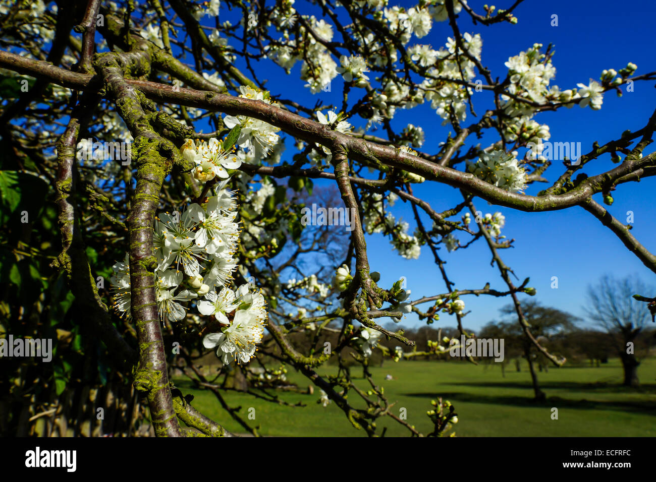 Bianco Ciliegio fiorisce in primavera, Richmond Park, Londra, cielo blu Foto Stock