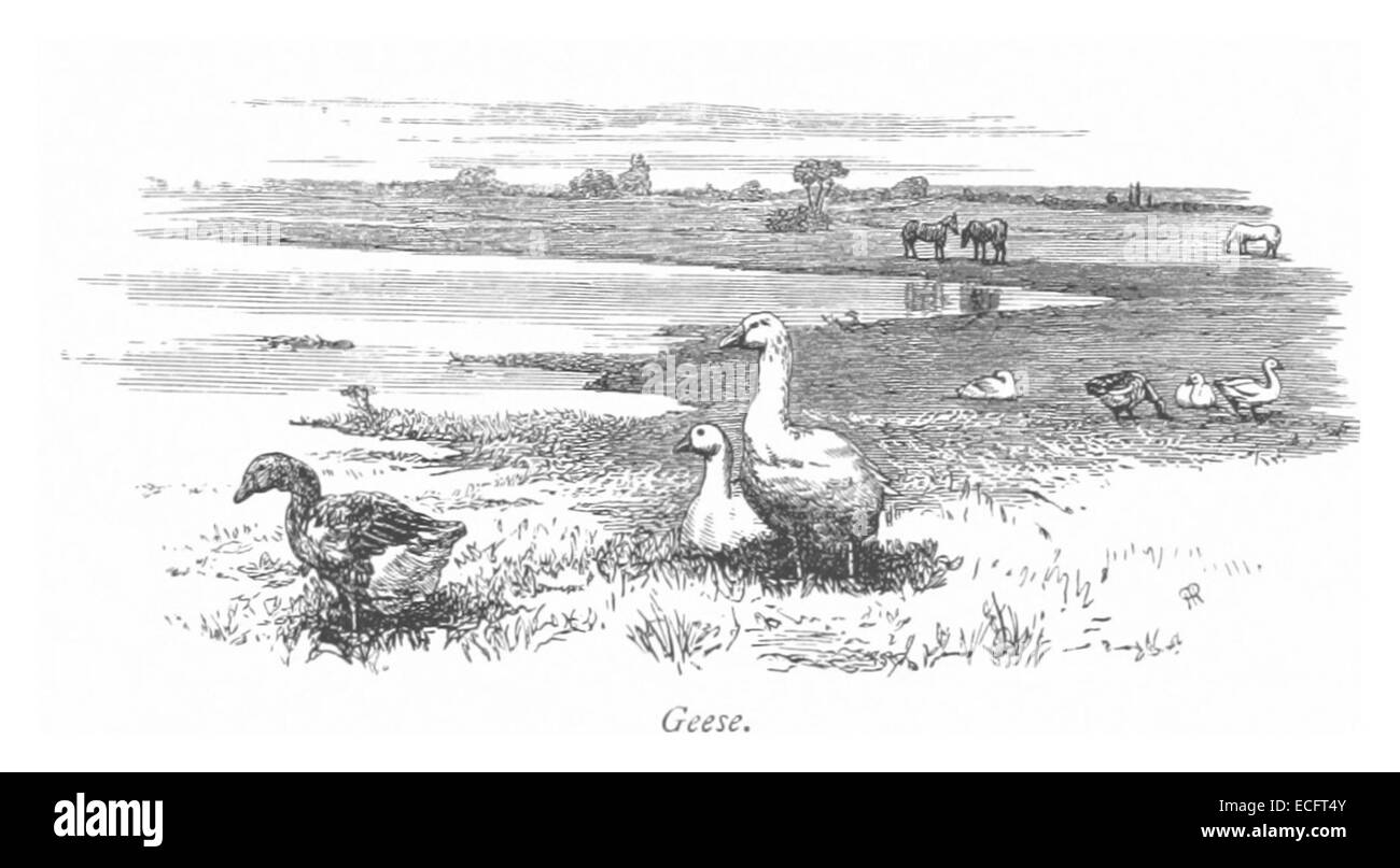 Questo disegno del 1875 intitolato *oche* raffigura una scena di oche selvatiche in volo. L'illustrazione cattura la grazia e il movimento degli uccelli nel loro ambiente naturale, mostrando la fauna selvatica nella sua forma più dinamica. Foto Stock