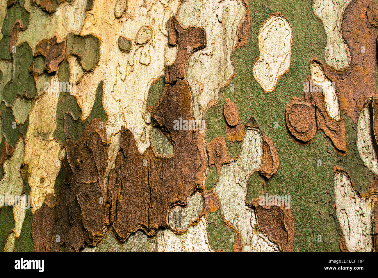 Colorato la corteccia di un albero per esterno Foto Stock