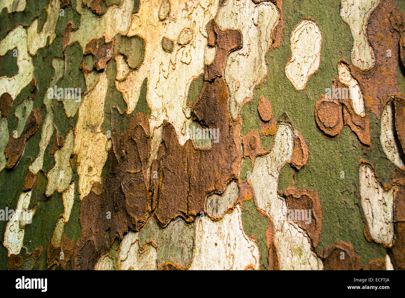 Colorato la corteccia di un albero per esterno Foto Stock