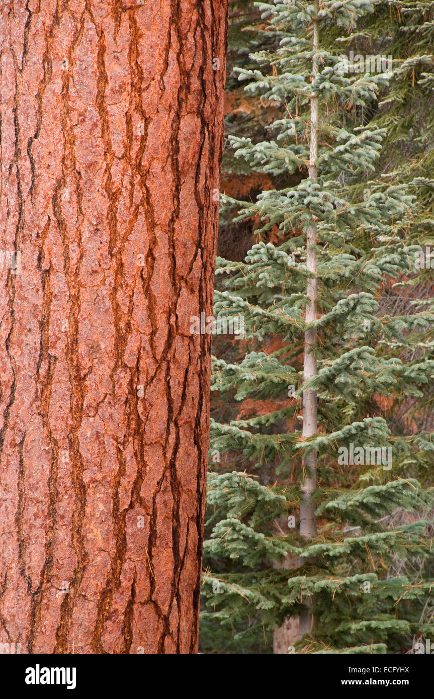Ponderosa Pine tronco di abete, Sierra Vista National Scenic Byway, Sierra forestale nazionale, California Foto Stock