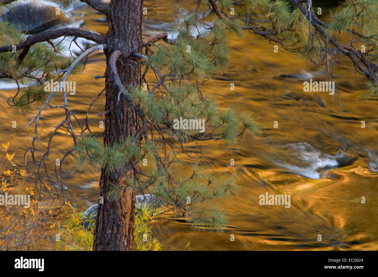 Kern selvatica e Scenic River sul fiume Trail, Sequoia National Forest, California Foto Stock