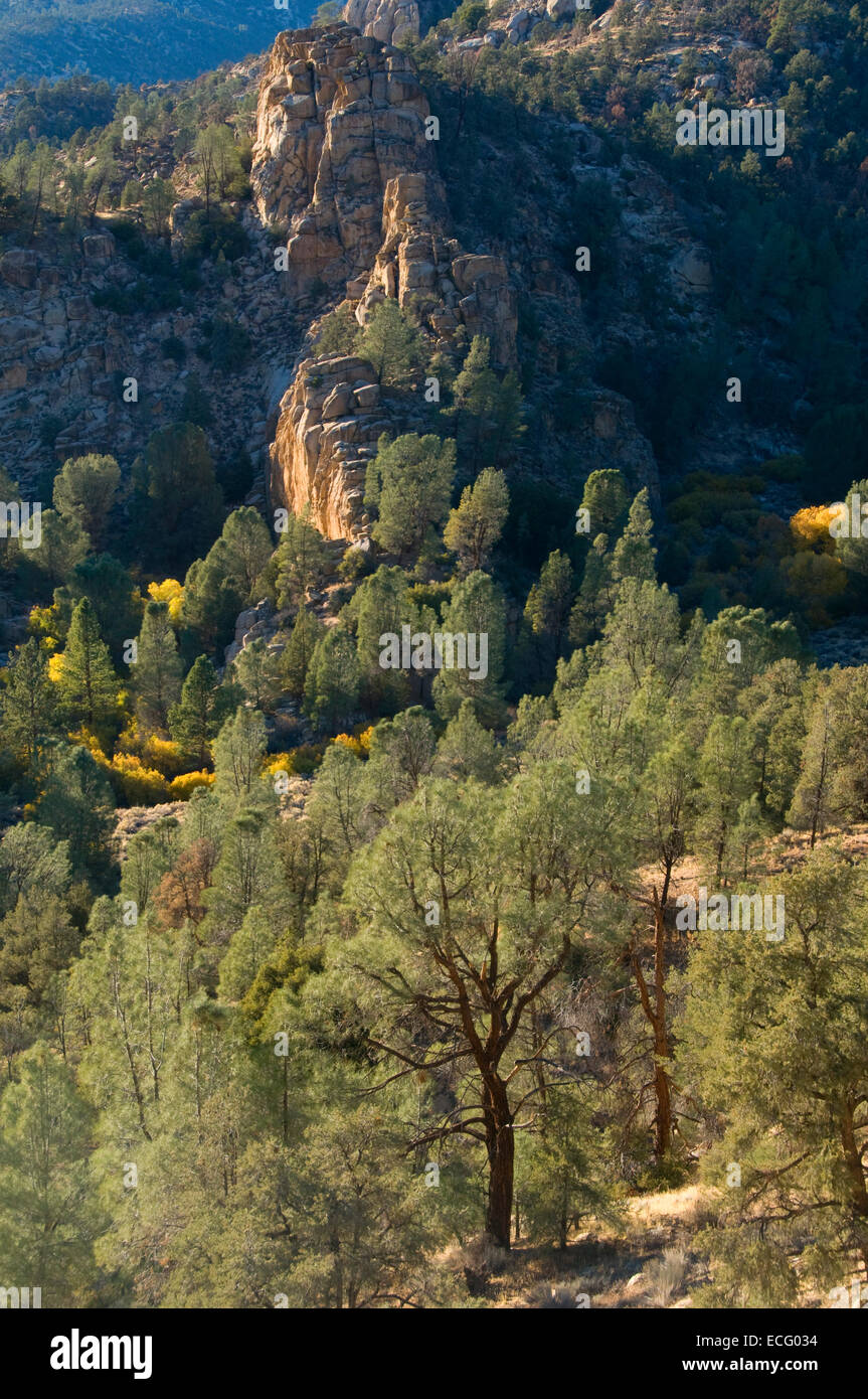 Grigio foresta di pini, Domeland deserto, camino Peak National Backcountry Byway, California Foto Stock