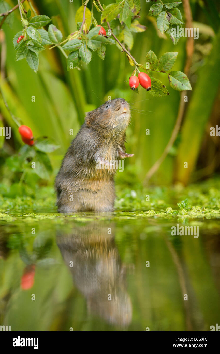 Acqua Vole (Arvicola amphibius), Kent, Regno Unito. Alimentazione su rosa canina. Foto Stock