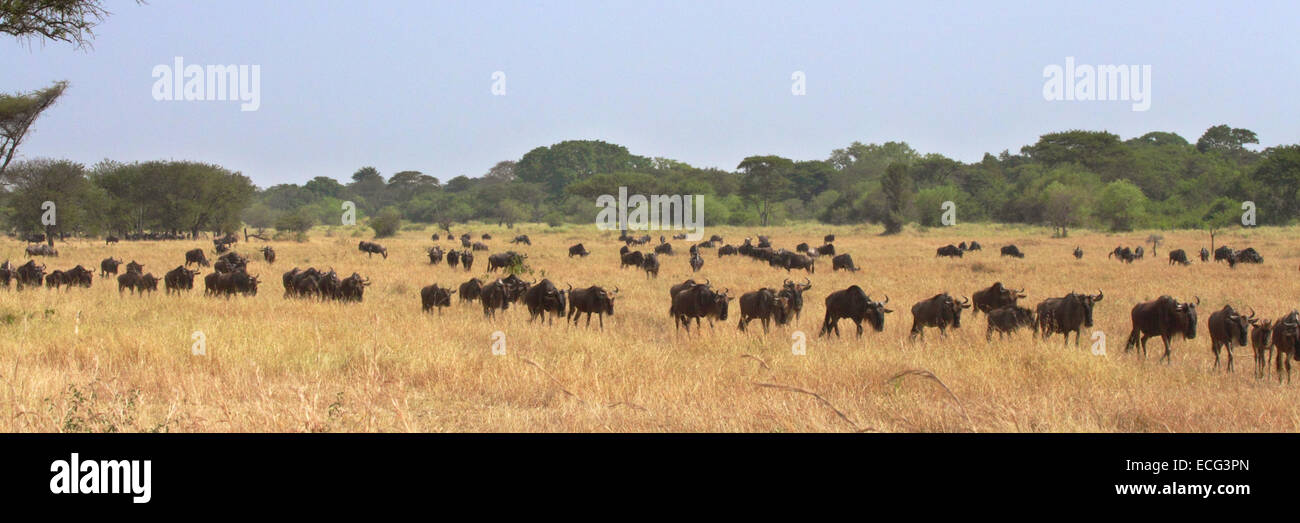 Allevamento di blu (wildebeests Connochaetes taurinus) muovendosi in fila durante la Grande Migrazione nel Parco Nazionale del Serengeti, Tanzania Foto Stock