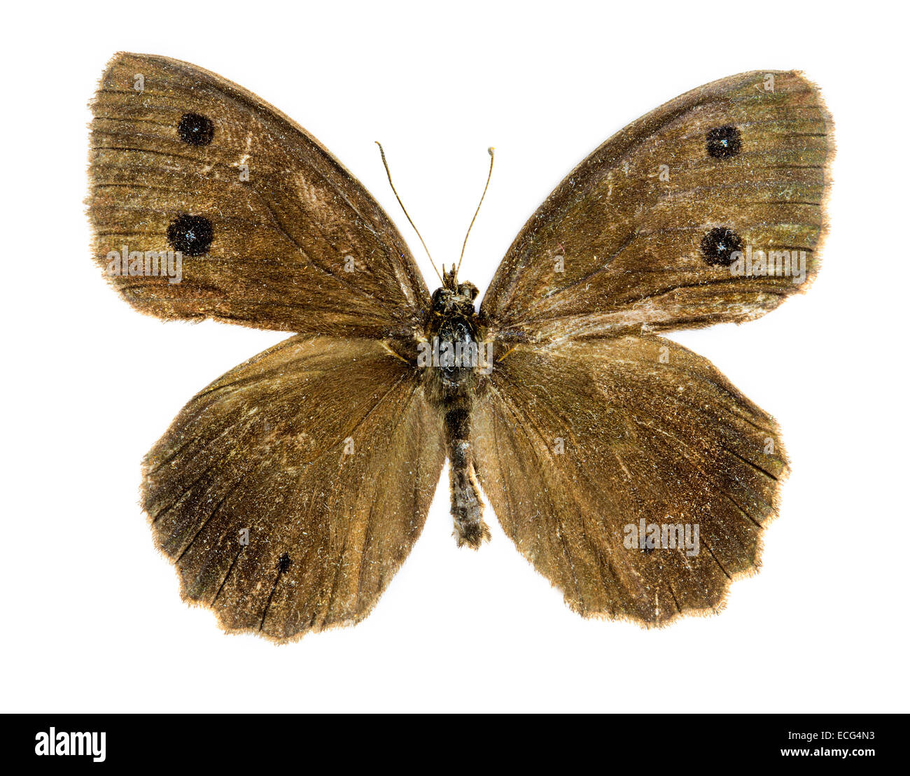 Dryad (Minois dryas) farfalla Foto Stock