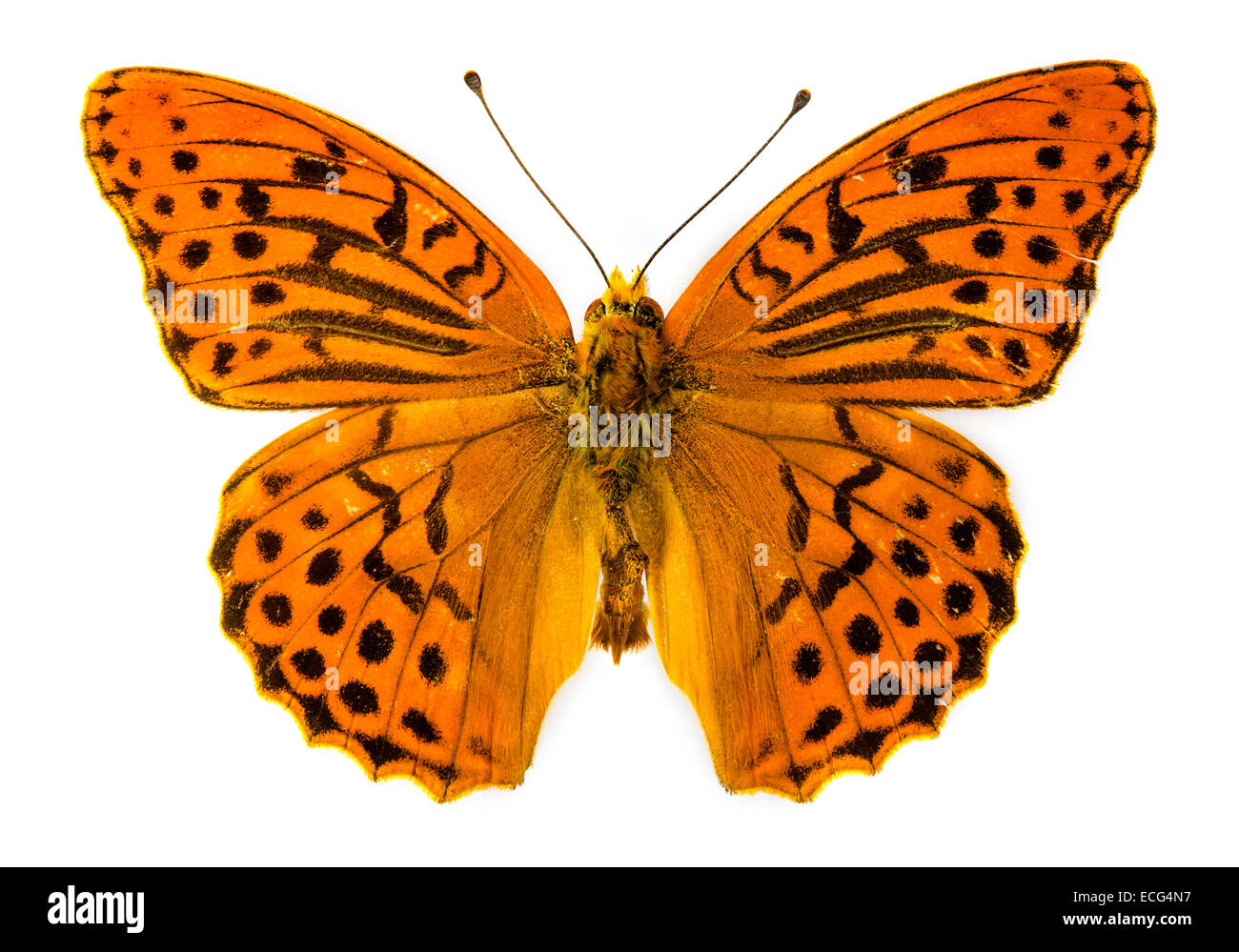 Argento-lavato fritillary (Argynnis paphia) farfalla Foto Stock