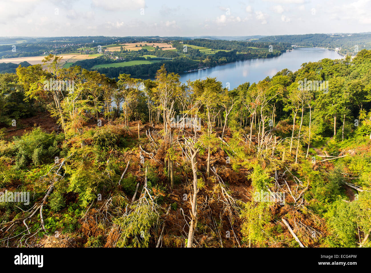 Danni provocati dalla tempesta in foresta Schellenberger, sopra il lago Baldeneysee, causata da una forte tempesta ELA, oltre l'area Rhine-Ruhr, Foto Stock