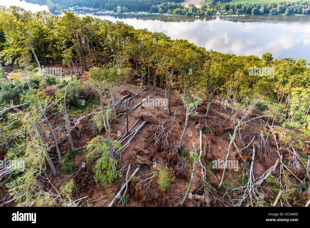 Danni provocati dalla tempesta in foresta Schellenberger, sopra il lago Baldeneysee, causata da una forte tempesta ELA, oltre l'area Rhine-Ruhr, Foto Stock