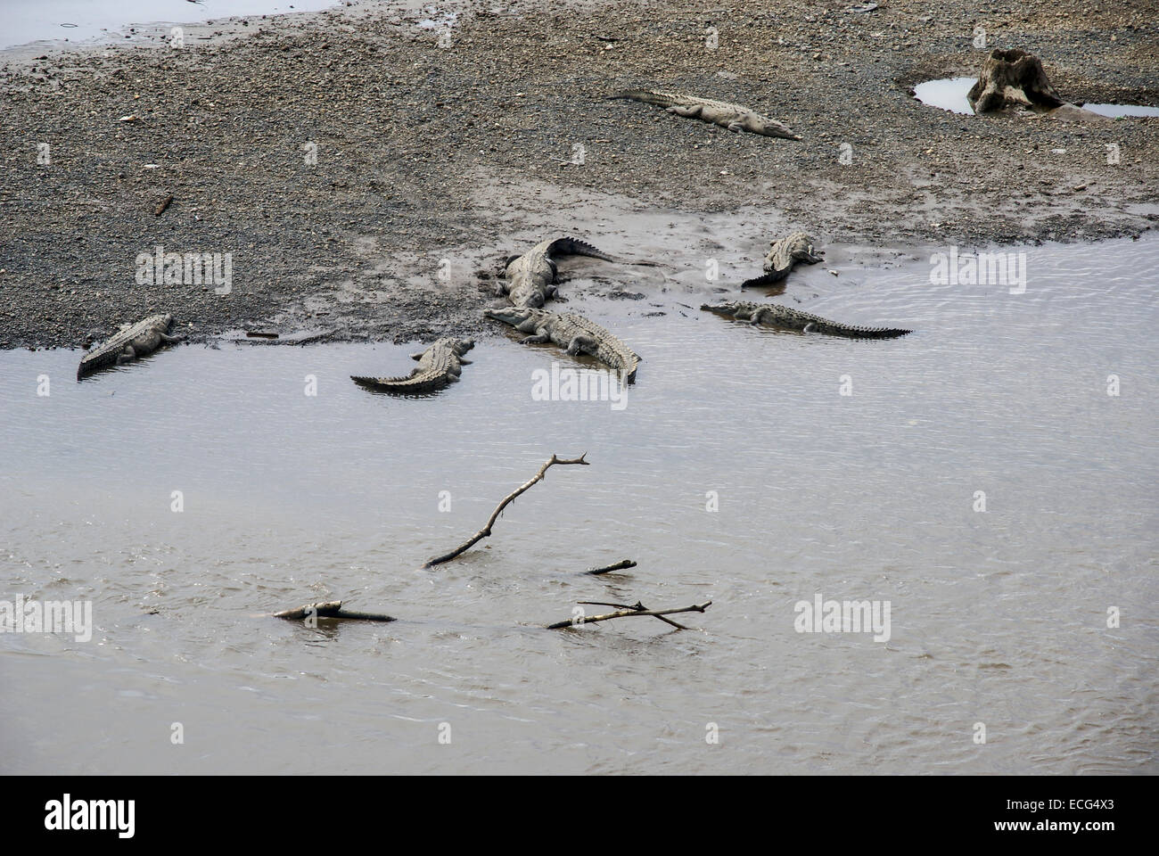 American coccodrilli (Crocodylus acutus) nel fiume Tarcoles, Costa Rica Foto Stock