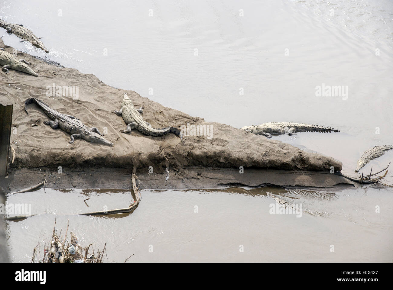 American coccodrilli (Crocodylus acutus) nel fiume Tarcoles, Costa Rica Foto Stock