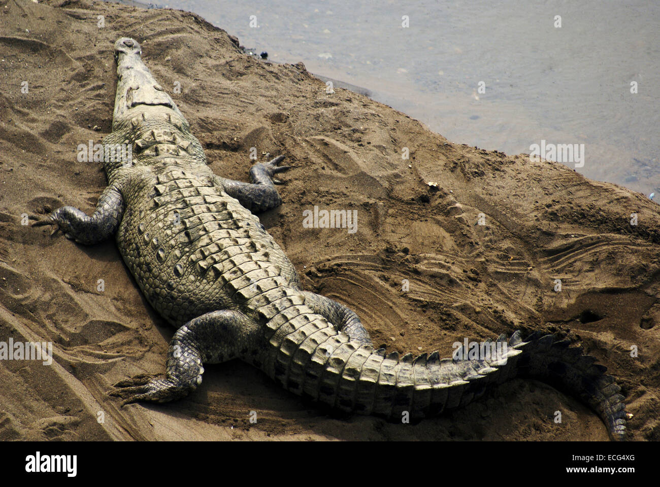 American coccodrilli (Crocodylus acutus) nel fiume Tarcoles, Costa Rica Foto Stock