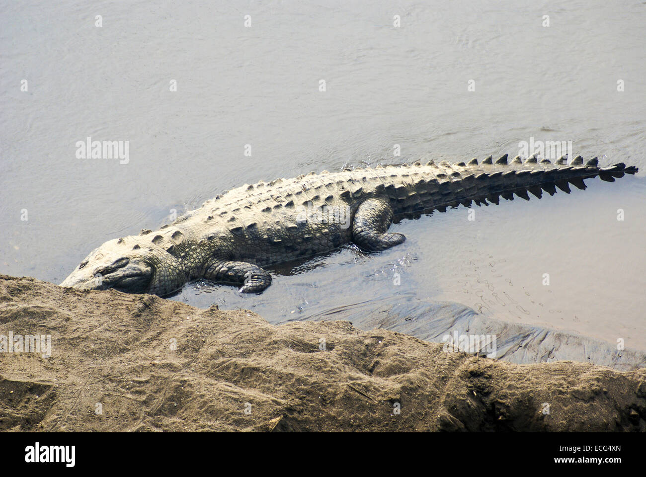 American coccodrilli (Crocodylus acutus) nel fiume Tarcoles, Costa Rica Foto Stock