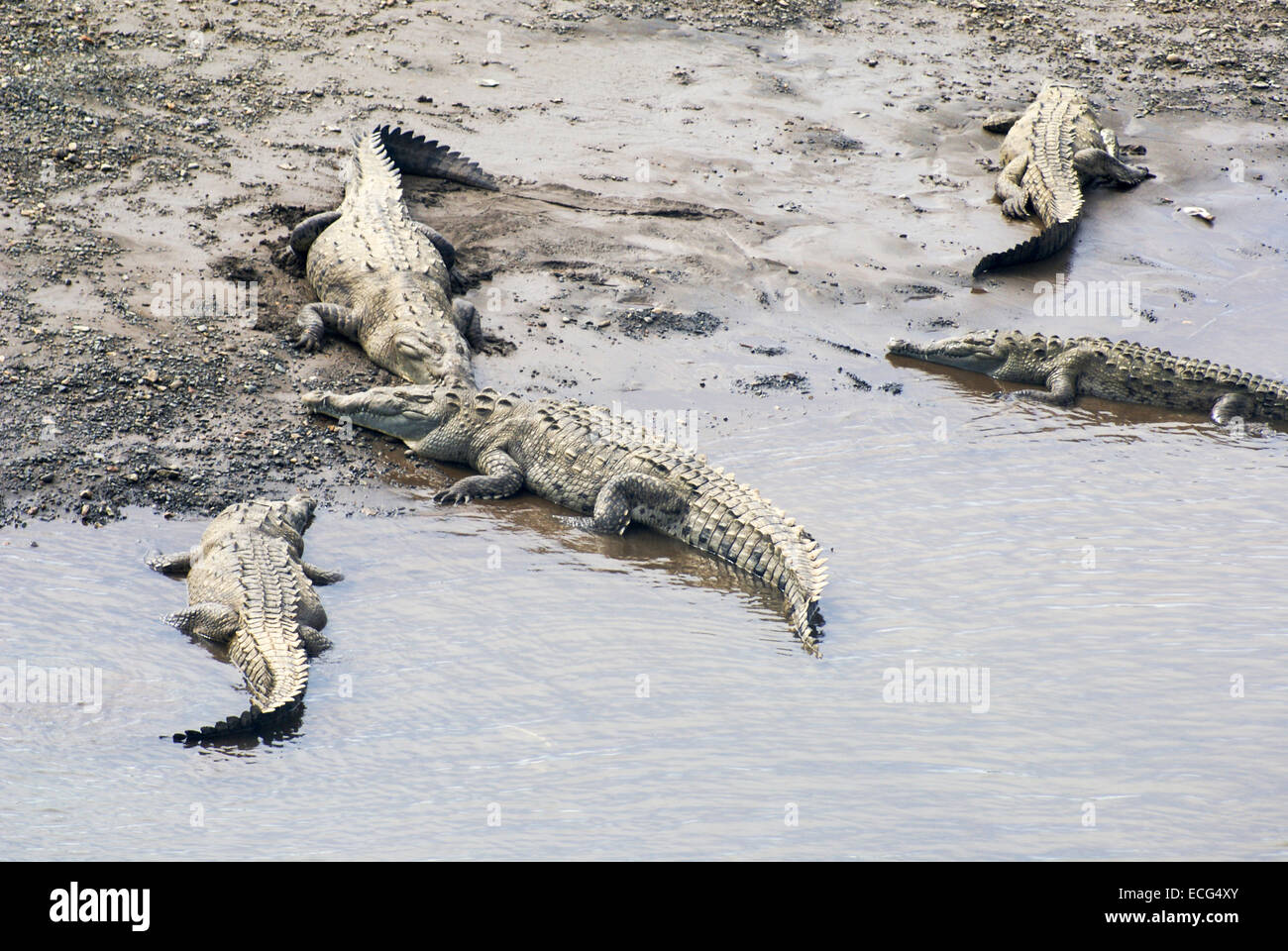 American coccodrilli (Crocodylus acutus) nel fiume Tarcoles, Costa Rica Foto Stock