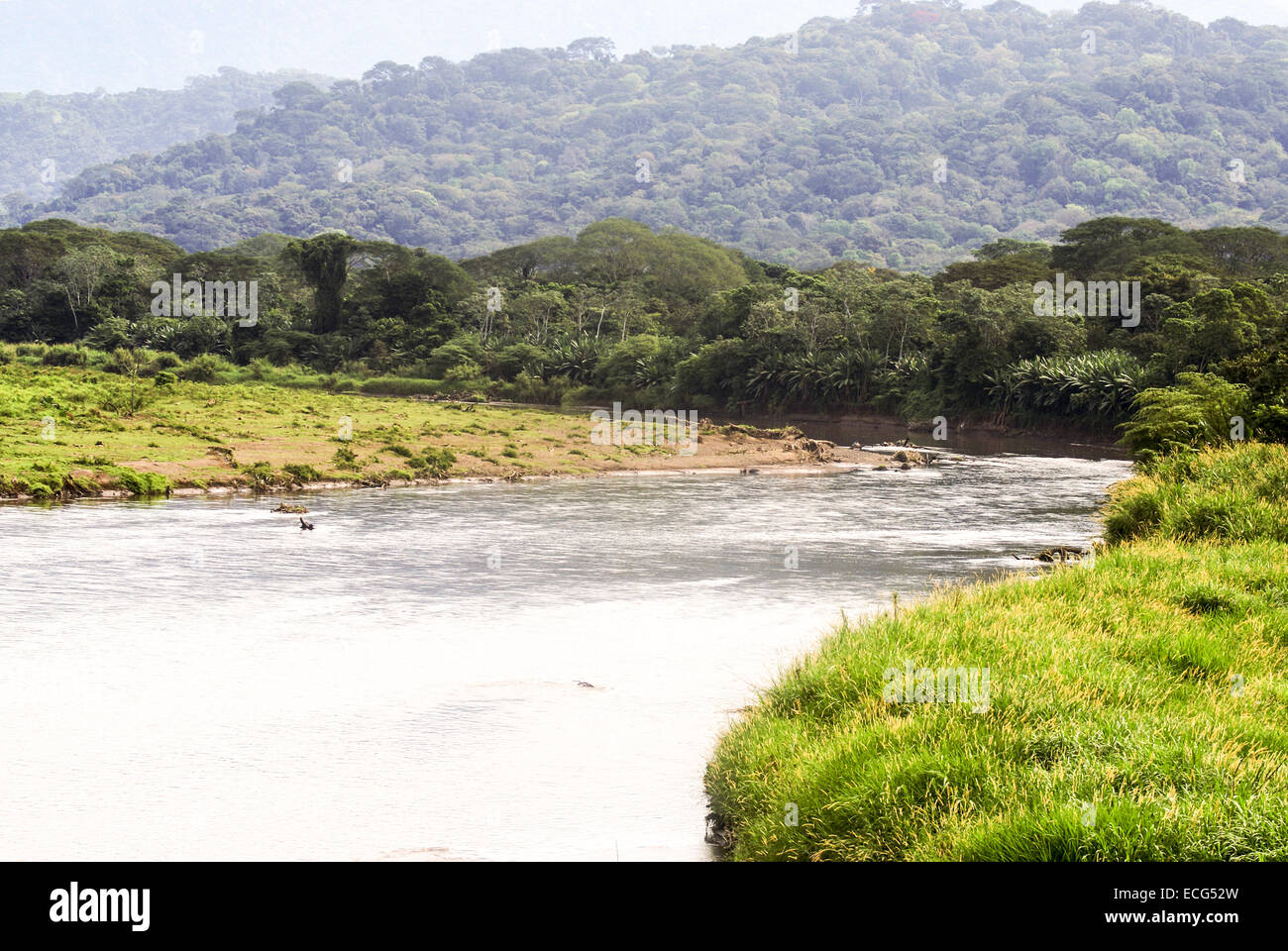 American coccodrilli (Crocodylus acutus) nel fiume Tarcoles, Costa Rica Foto Stock