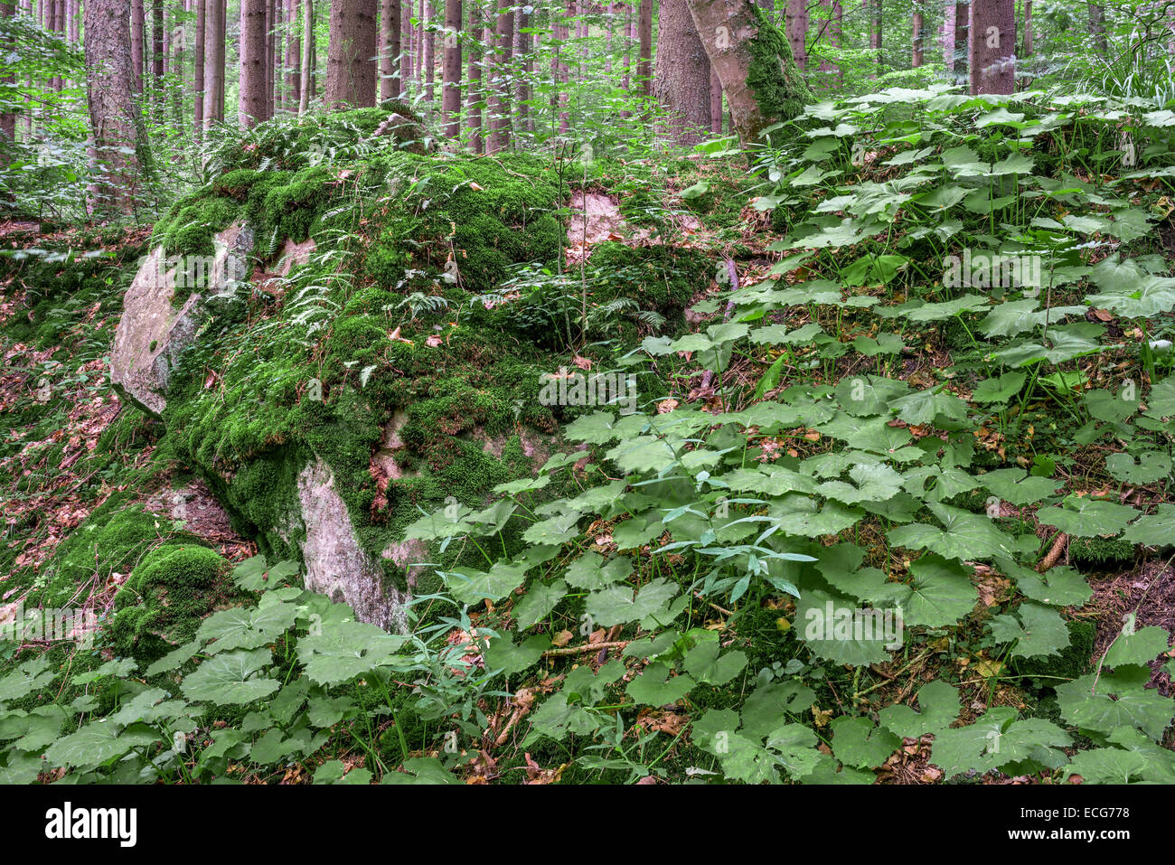 Lussureggiante coltsfoot crescente nel verde del nord della foresta europea Foto Stock