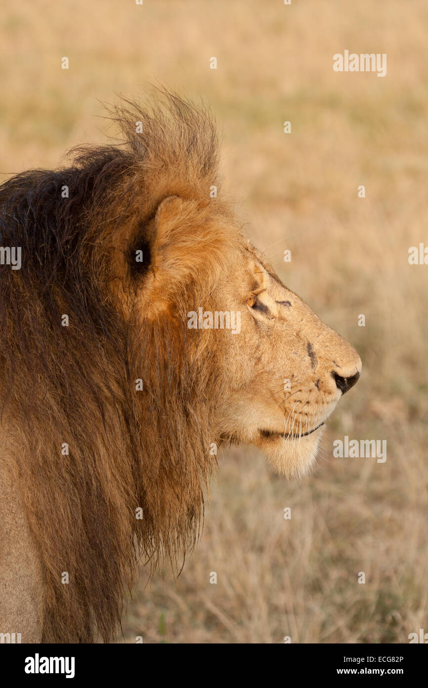 Morani, uno dei Lions maschio della Palude di orgoglio, il Masai Mara in Kenya Foto Stock