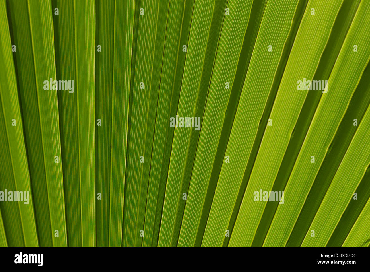 Il verde di foglie di palma per lo sfondo Foto Stock