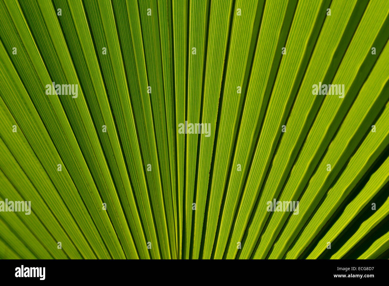 Il verde di foglie di palma per lo sfondo Foto Stock