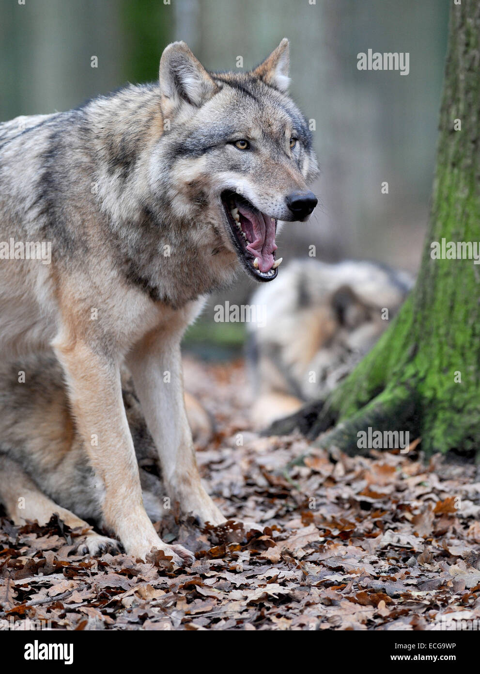 Doerverden, Germania. Xiv Dic, 2014. Europea di lupi grigi in uno dei contenitori di spaziosa presso il Centro Lupo in Doerverden, Germania, 14 dicembre 2014. Lupo aiutanti stanno prendendo parte ad un corso di formazione sulla determinazione di lupo uccide. Gli agricoltori potrebbero ricevere una compensazione per gli animali della fattoria uccisi da lupi. Uccidere da un lupo deve essere comprovata attraverso un test genetico. Foto: Ingo Wagner/dpa/Alamy Live News Foto Stock