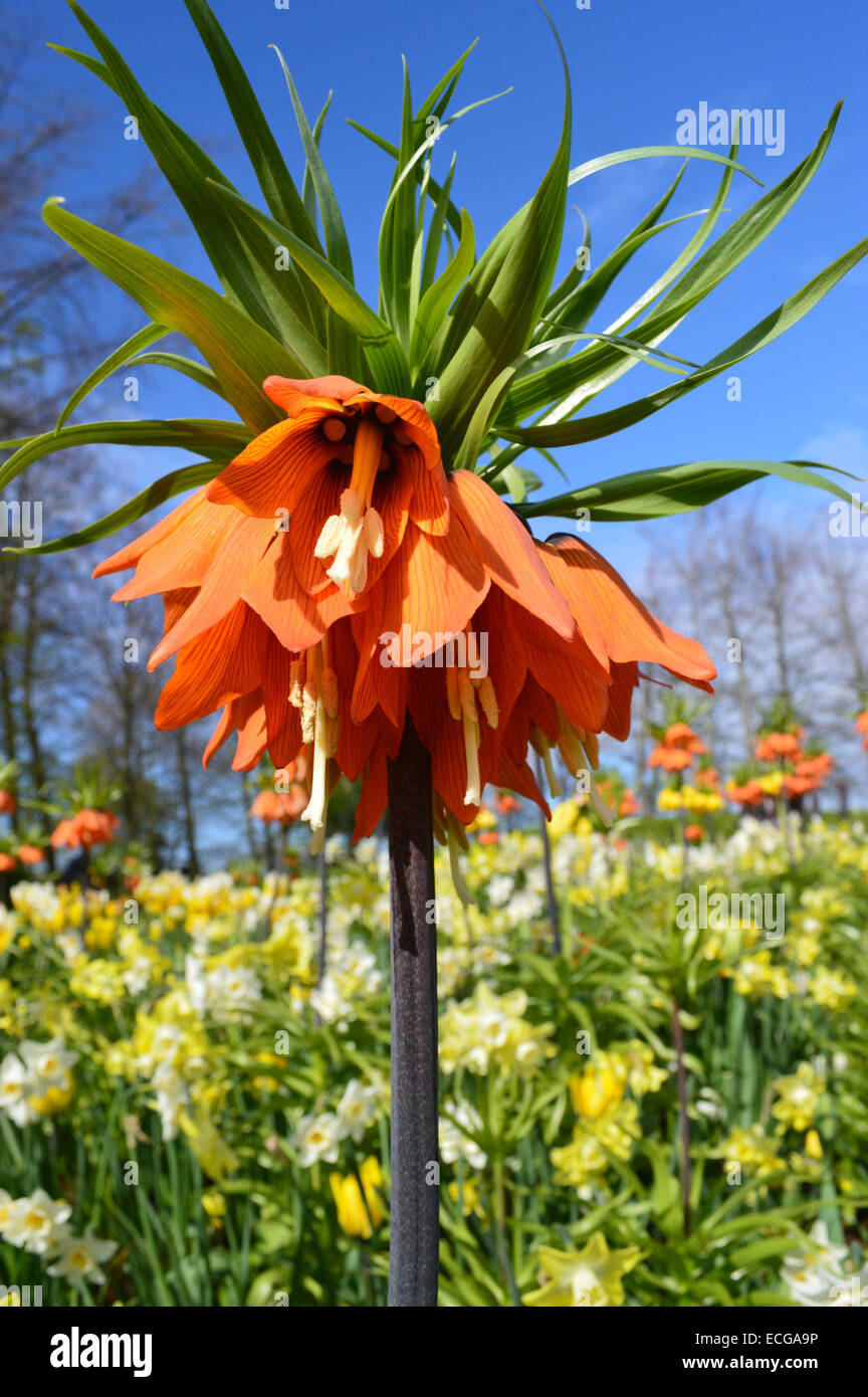 Fritillaria imperialis è anche noto come 'corona' imperiale o Kaiser a corona sul display nel giardino keukenhof olanda Foto Stock