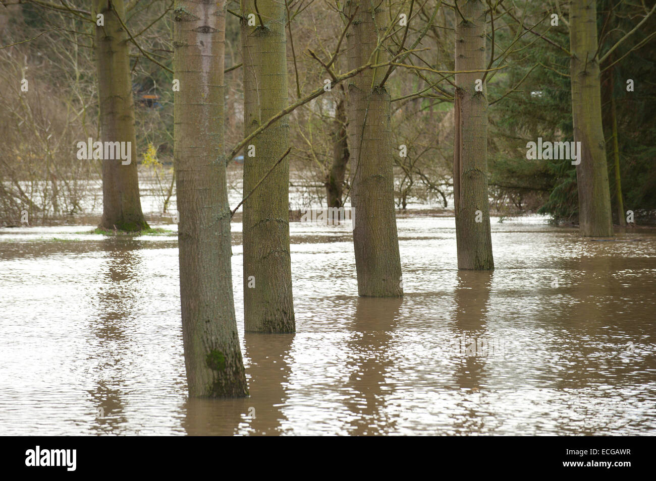 Leighton, Shropshire, Regno Unito. Il 14 dicembre, 2014. Un bosco è allagata. Credito: Graham M. Lawrence/Alamy Live News. Foto Stock