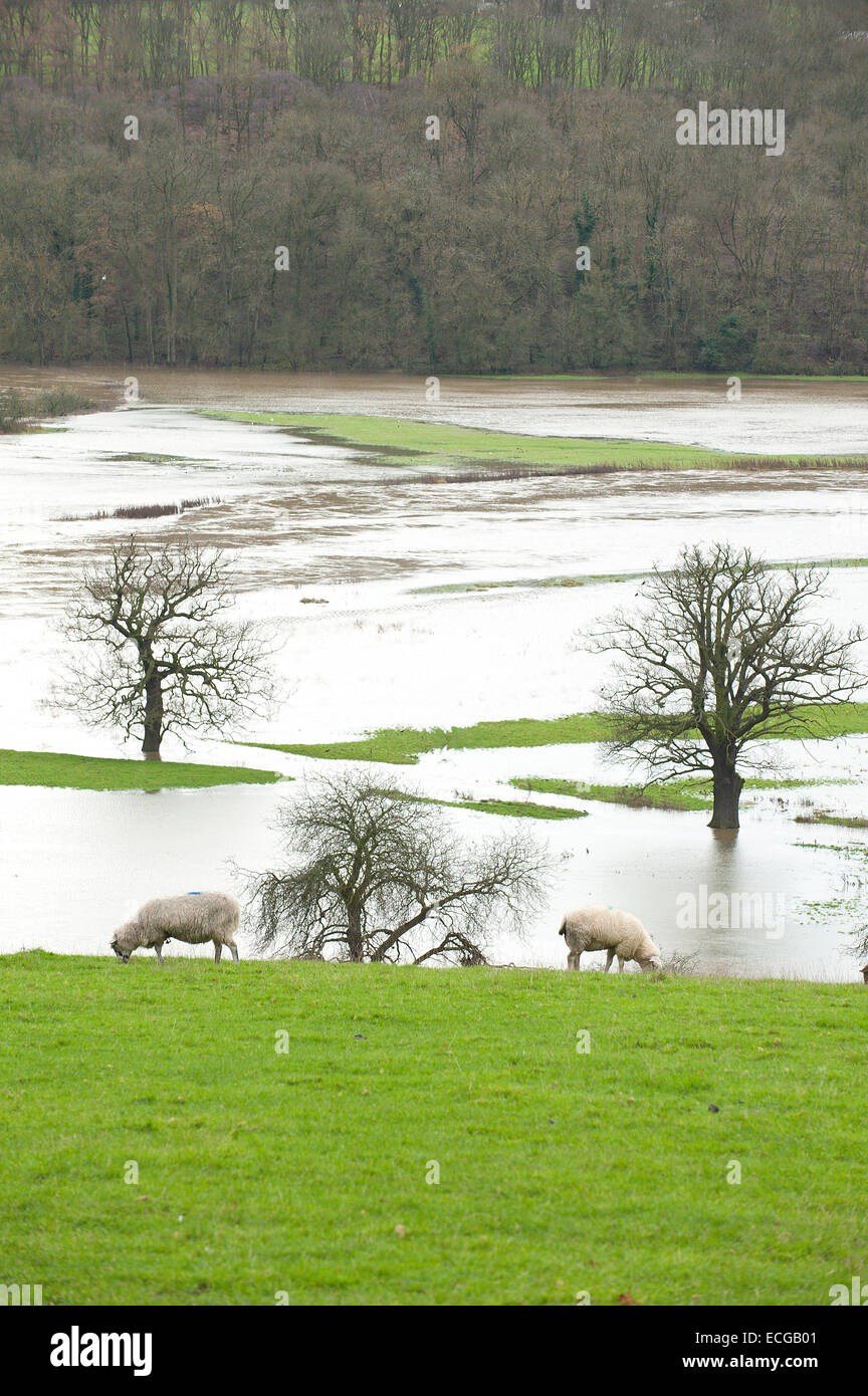 Leighton, Shropshire, Regno Unito. Il 14 dicembre, 2014. Pecore pascolano al di sopra di una pianura alluvionale coperto in acqua Credito: Graham M. Lawrence/Alamy Live News. Foto Stock